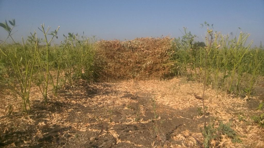 बुवाई के बाद समय-समय पर निराई-गुड़ाई और आवश्यकता अनुसार सिंचाई करते रहें. खेत को खरपतवार मुक्त रखने से पौधों को पर्याप्त पोषण मिलता है और उनकी बढ़वार अच्छी होती है.
बुवाई के बाद समय-समय पर निराई-गुड़ाई और आवश्यकता अनुसार सिंचाई करते रहें. खेत को खरपतवार मुक्त रखने से पौधों को पर्याप्त पोषण मिलता है और उनकी बढ़वार अच्छी होती है.