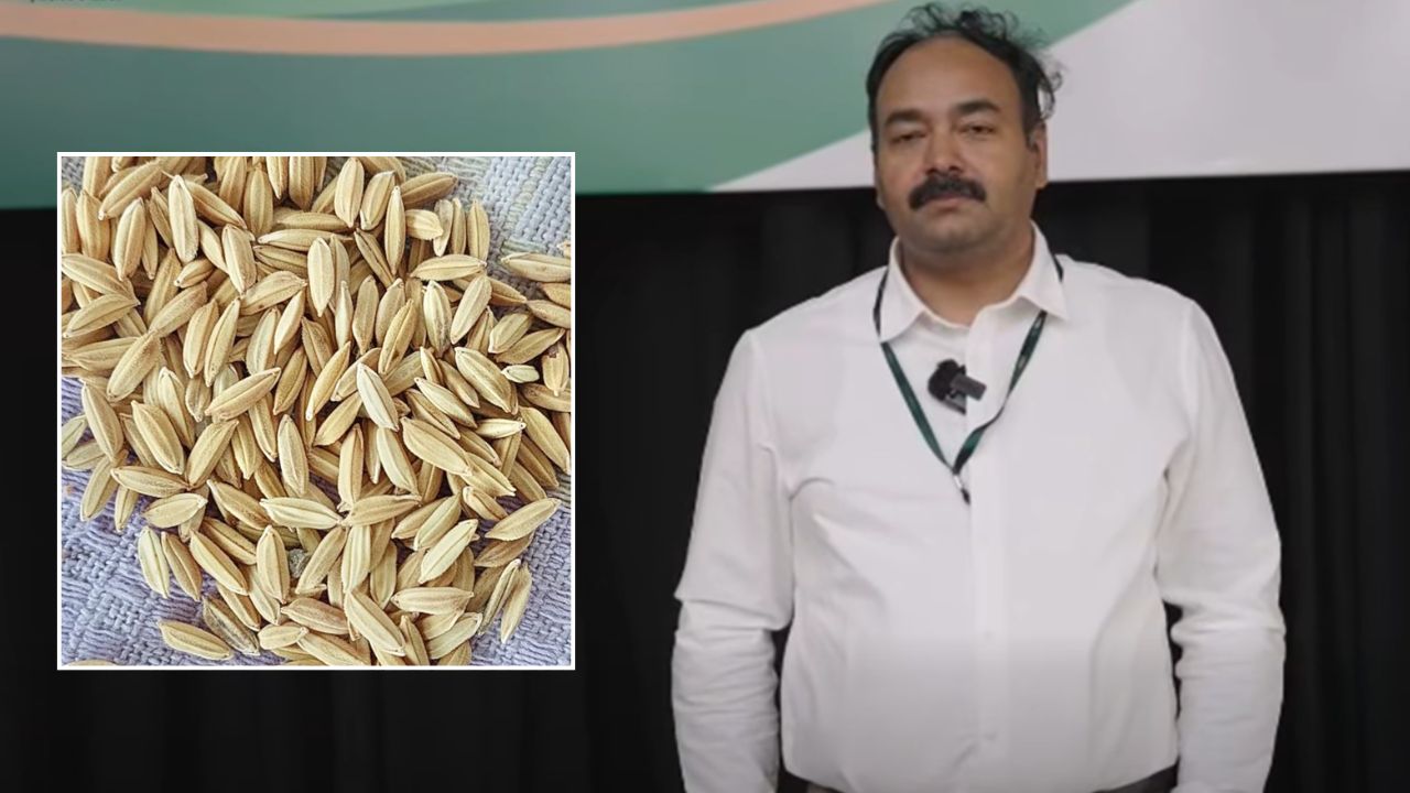 सुपर अल नीनो संकट से बचाएंगी 2 नई धान किस्में, धान रिसर्च सेंटर के डायरेक्टर ने बताए फायदे
