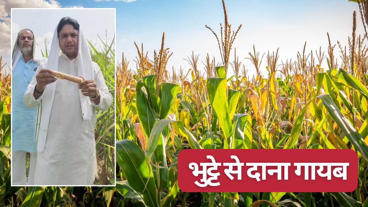 मक्का के पौधे में भुट्टे चार पर दाना एक भी नहीं, जांच कमेटी बनी.. बीज कंपनी को नोटिस जारी 