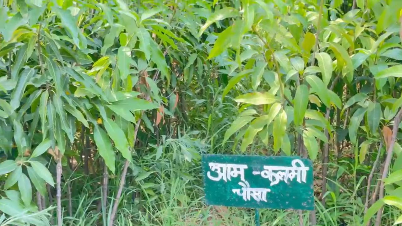 ग्राफ्टेड आम की खेती करेंगे किसान, 200 हेक्टेयर में ड्रैगन फ्रूट लगवाएगा उद्यान विभाग