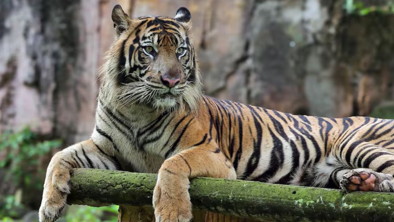 Jabalpur High Court Takes Strict Action Over Deaths Of 8 Tigers In 30 Days Of Kanha Tiger Reserve Court Ask Centre And State To Submit Report On July 9