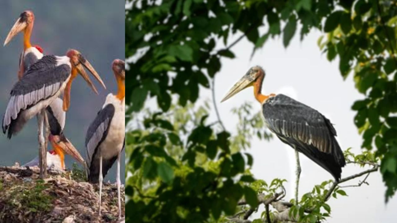 Bird Hargila Once Considered Inauspicious Become Identity Of Villages Biologist Purnima Persistence Gave New Life To Endangered Pm Share Story In Mann Ki Baat