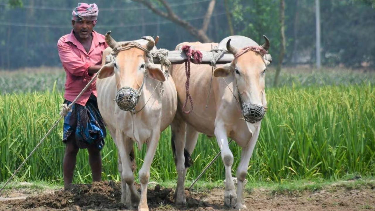 Maharashtra Agriculture Department Gives Conflicting Pm Fasal Bima Yojana Figures In State Legislature And State Assembly