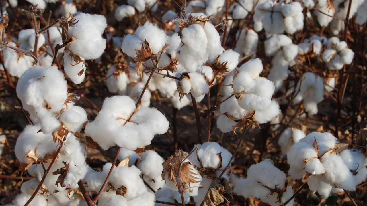 Punjab Cotton Farming Despite Subsidies Registrations Fell By 63 Percent
