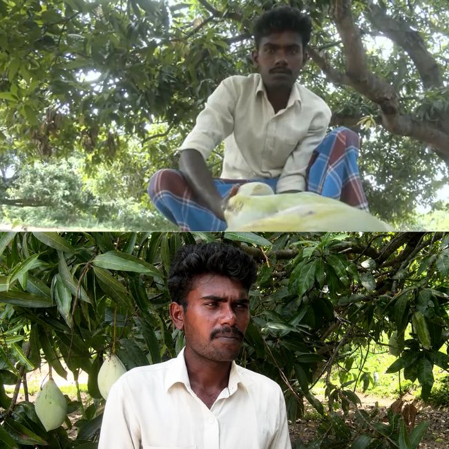 Tamil Nadu Mango Farmer Price Issue