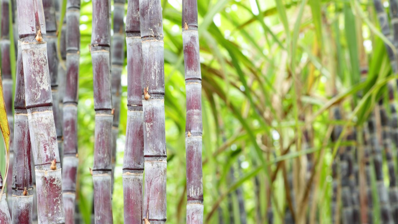 Ganne Ki Kheti Red Spider Mite Control In Sugarcane Crop Disease Management Tips