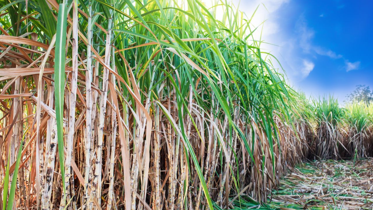 Ganne Ki Kheti Sugarcane Top Borer Pest Control Tips Crop Protection