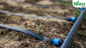 Drip Irrigation: सिंचाई का खर्च घटाना है तो अपनाएं ये तकनीक, सरकार भी दे रही सब्सिडी और ट्रेनिंग Drip Irrigation: सिंचाई का खर्च घटाना है तो अपनाएं ये तकनीक, सरकार भी दे रही सब्सिडी और ट्रेनिंग