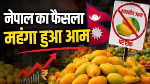 नेपाल ने भारतीय आमों पर लगाई रोक…बाजार में बढ़ी चिंता, कीमतों में उछाल का खतरा नेपाल ने भारतीय आमों पर लगाई रोक…बाजार में बढ़ी चिंता, कीमतों में उछाल का खतरा