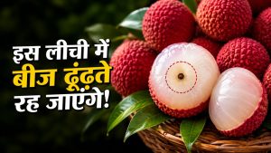 Seedless Litchi: शाही लीची को भी दे सकती है टक्कर, काली मिर्च जितने बीज वाली नई लीची तैयार Seedless Litchi: शाही लीची को भी दे सकती है टक्कर, काली मिर्च जितने बीज वाली नई लीची तैयार