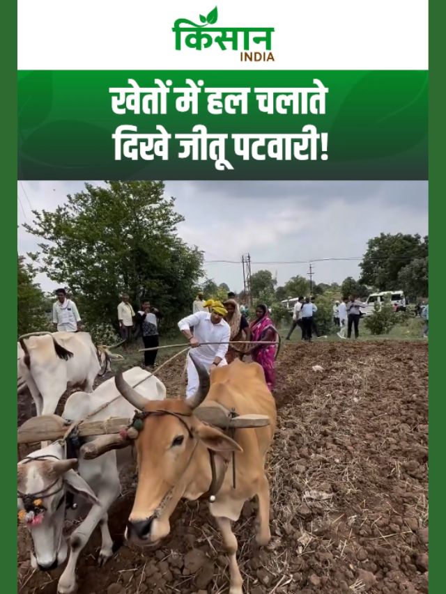 'जय जवान-जय किसान' के नारे पर जोर, जीतू पटवारी ने बैतूल में किसान के खेतों में चलाया हल!