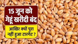 यूपी में पिछले साल से दोगुनी गेहूं खरीद, फिर भी नहीं पूरा हुआ टारगेट.. 20 लाख टन पर अटका आंकड़ा यूपी में पिछले साल से दोगुनी गेहूं खरीद, फिर भी नहीं पूरा हुआ टारगेट.. 20 लाख टन पर अटका आंकड़ा