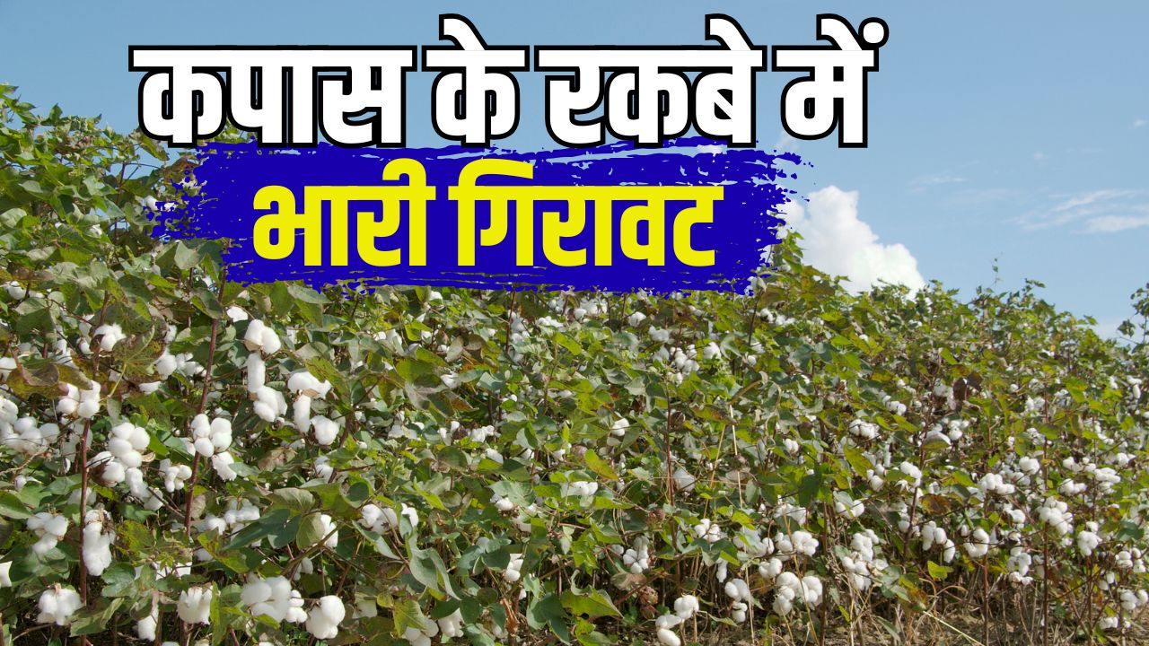 Cotton Farming Haryana Cotton Farmers Suffer Losses Of Rs 15143 Per Acre