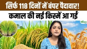 धान किसानों के लिए खुशखबरी, कम पानी में अधिक उपज देंगी डीआरआर धान 92 और सीआर धान 217 धान किसानों के लिए खुशखबरी, कम पानी में अधिक उपज देंगी डीआरआर धान 92 और सीआर धान 217