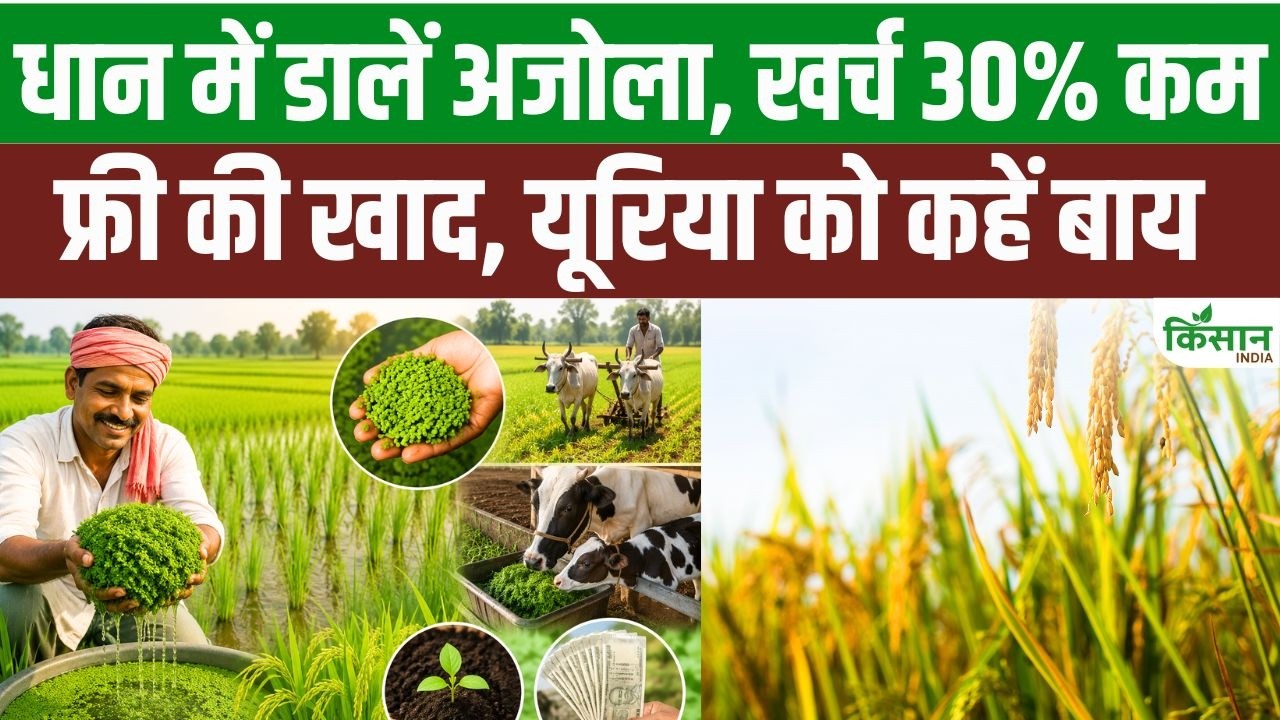 Azolla Become Boon Paddy Farmers Applying It To Fields Reduce Urea Costs By 30 Percent And Boost Production