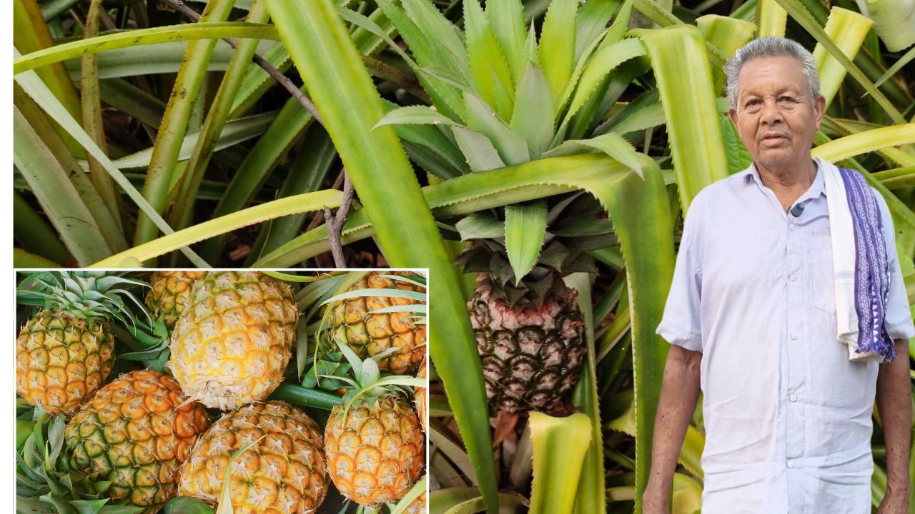 Success Story Farmer Earning Lakhs Rupees From Pineapple Farming In Chhattisgarh