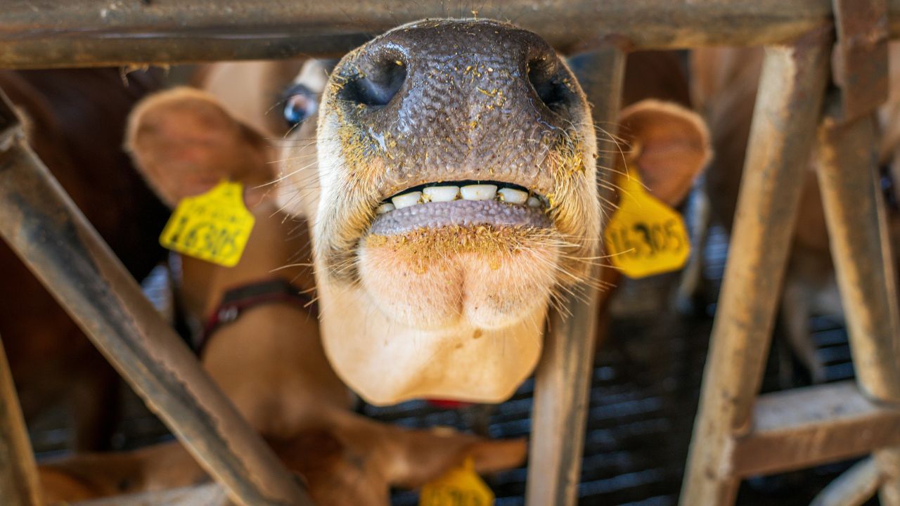 Monsoon Livestock Care Foot And Mouth Disease Prevention Tips For Cattle