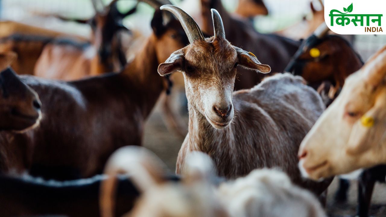 Goat Farming Tips Scientific Methods Profit Increase Livestock Care