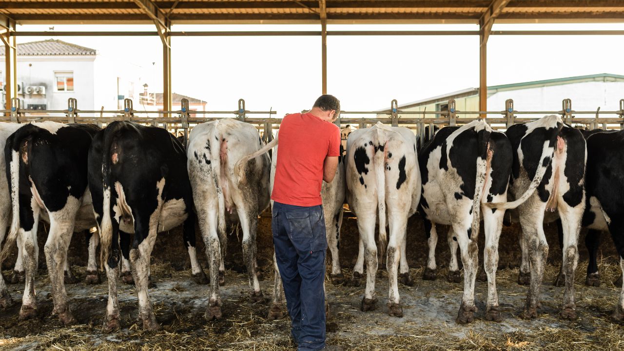 Uttar Pradesh Icar Ndri Ai Breed Improvement 39803 Livestock Milk Production Farmers Income