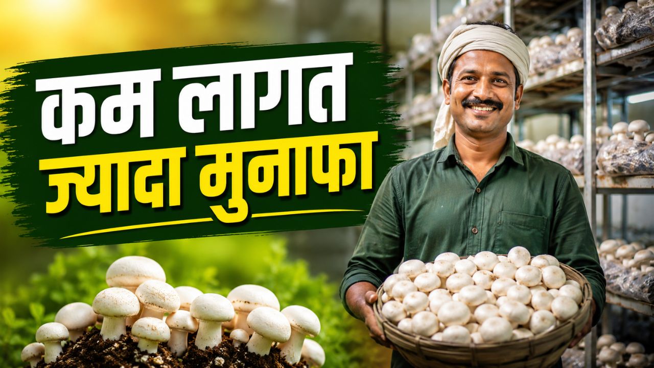 किसानों के लिए खुशखबरी.. मशरूम उत्पादन पर बिजली खर्च घटा, आय बढ़ाने की नई उम्मीद