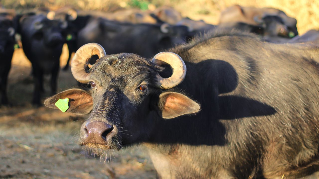 Best Dairy Breeds Murrah Buffalo And Sahiwal Cow For Higher Milk And Profit