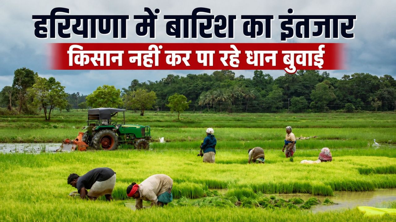 Haryana Paddy Sowing 21 Percent Less Rainfall Paddy Sowing Target Is 18 Lakh Hectares