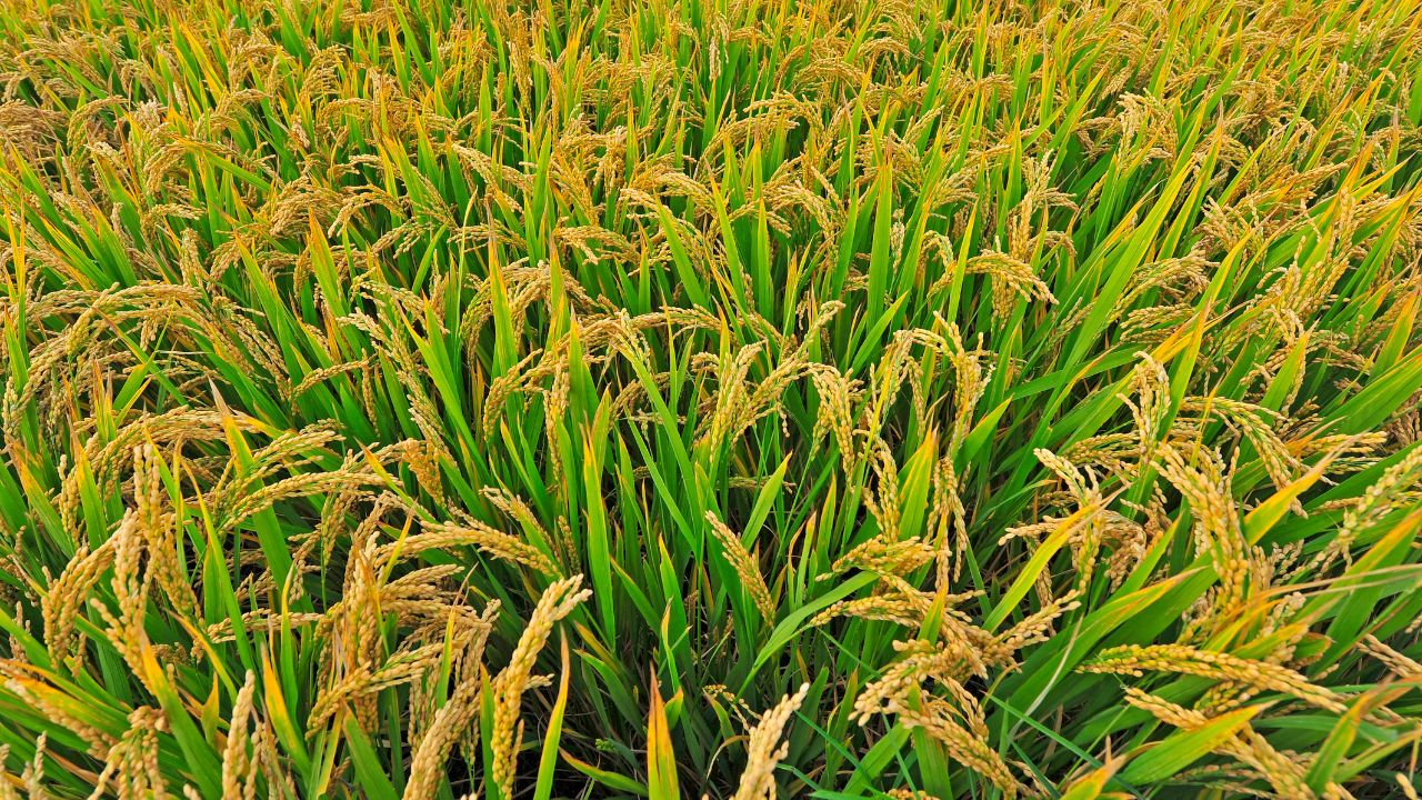 Tamil Nadu Government Orders Immediate Payment Of Dues To Paddy Farmers