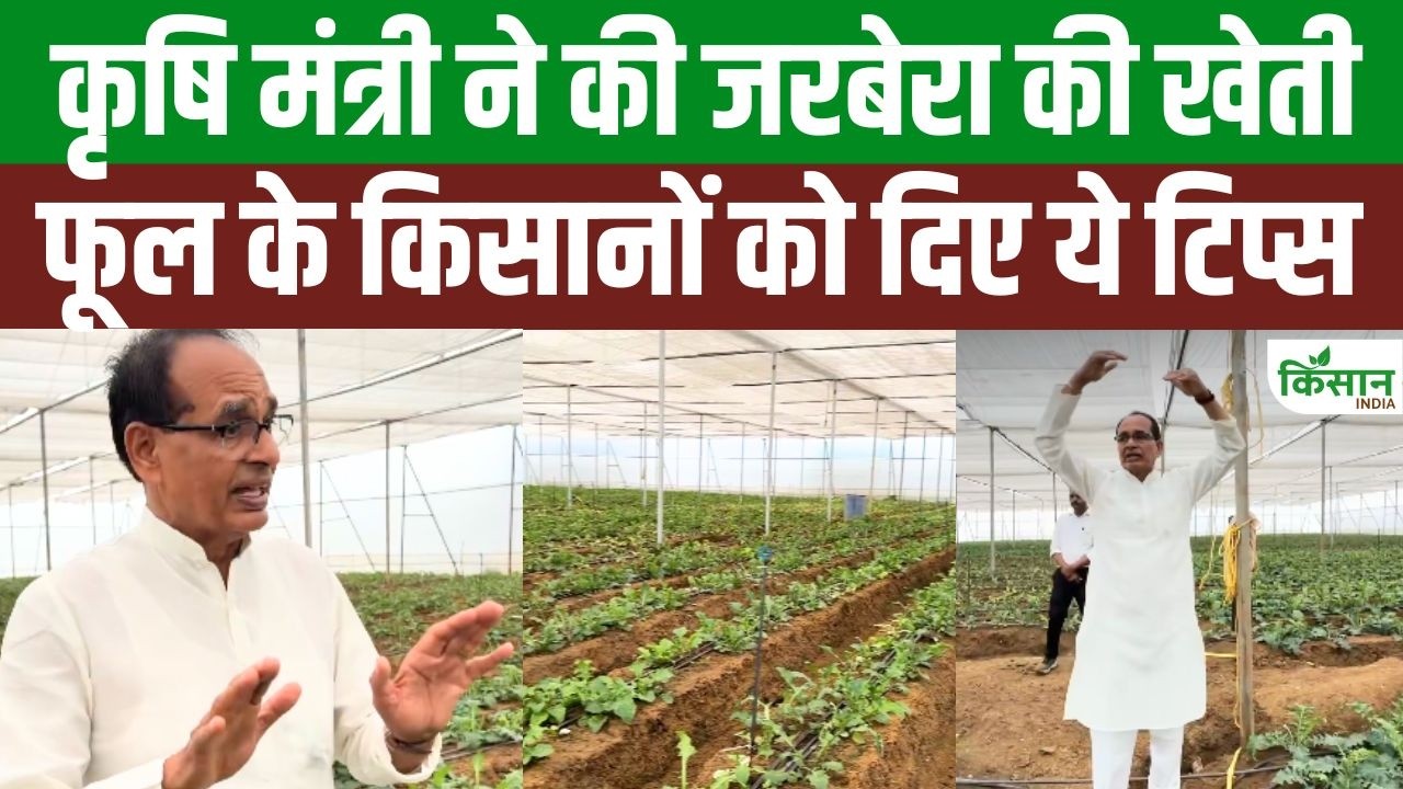 Shivraj Singh Chouhan New Avatar Grew Gerbera Flowers In Polyhouse And Advised Farmers Modern Farming Techniques