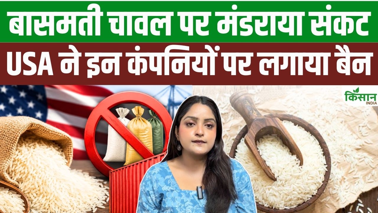 Major Setback Basmati Rice Exports Australia Bans 44 Indian Companies Concerns Rise