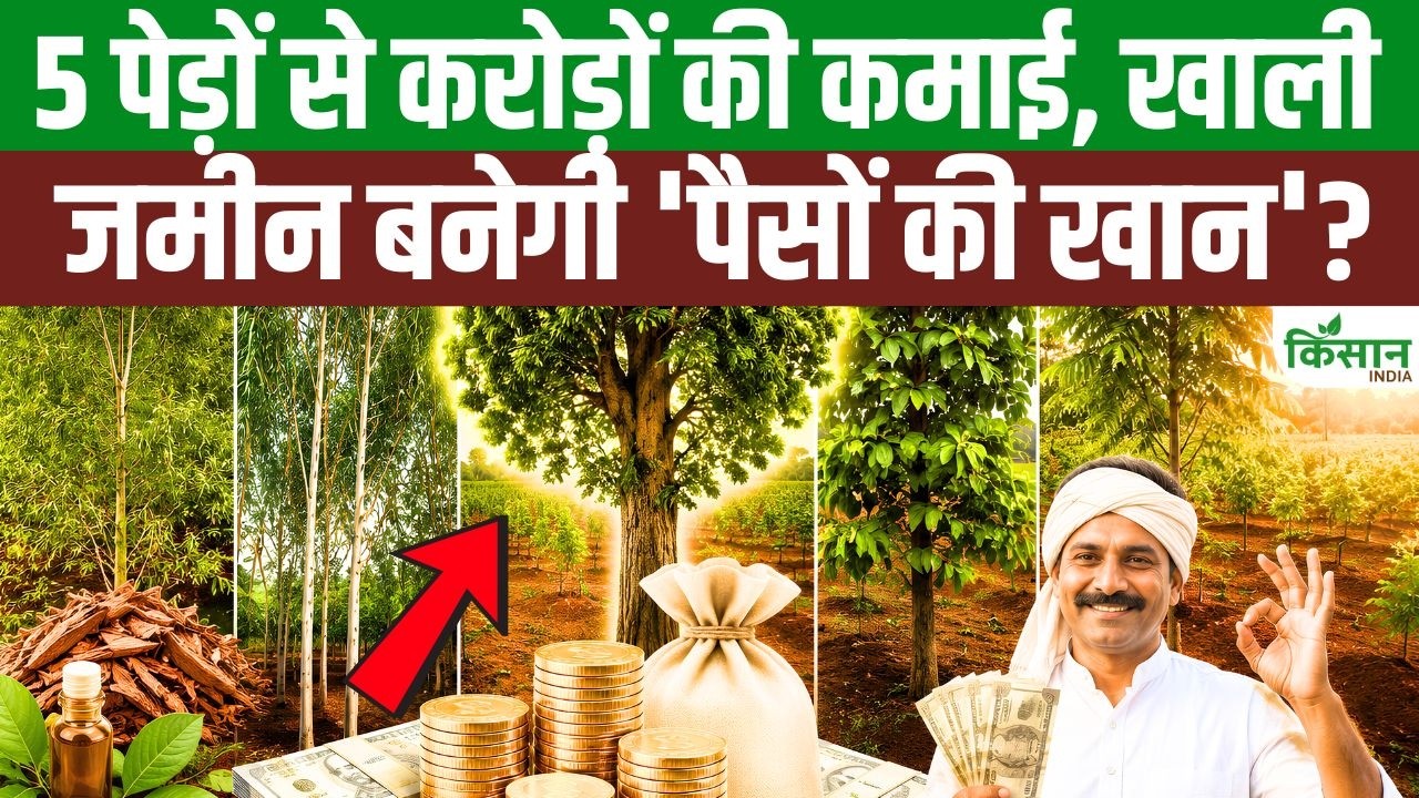 Boost Earnings From Vacant Farmland Cultivating These 5 Valuable Trees Could Transform Farmers Fortunes