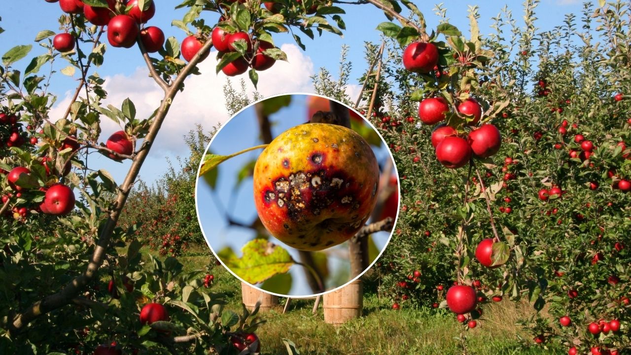 Alternaria Disease Spreading Rapidly In Apple Orchards Himachal Pradesh News
