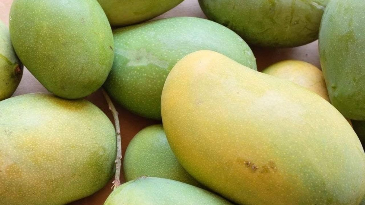 Jharkhand Amrapali Mango Export To Dubai Women Led Farmer Producer Companies Apeda Boost Farmers Income