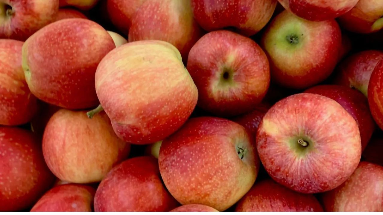 Himachal Government Released Rs 45 Crore A New Website And Mobile App Launched For Apple Purchases