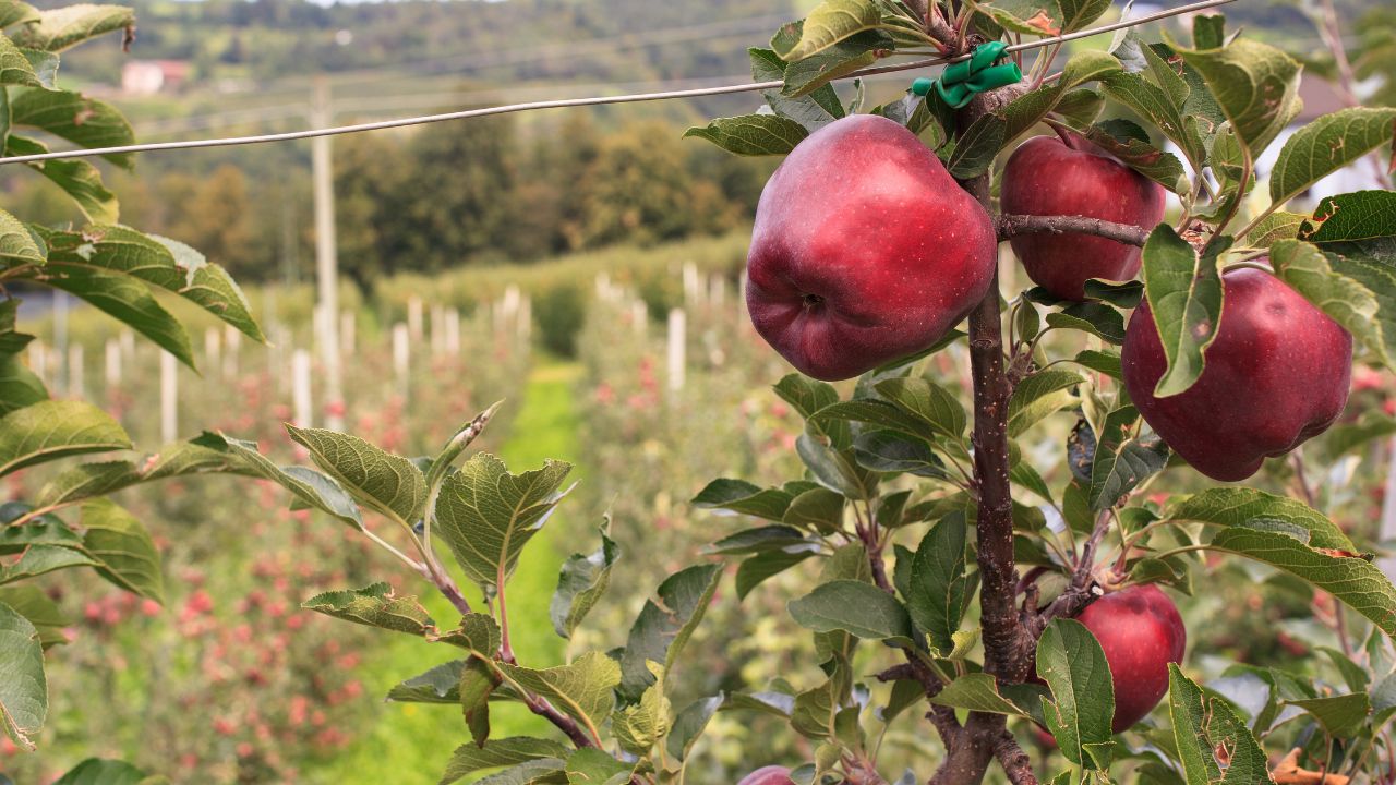 Jammu Kashmir Up To 83 Percent Rainfall Deficit Puts Apple Orchards Paddy Crops At Risk