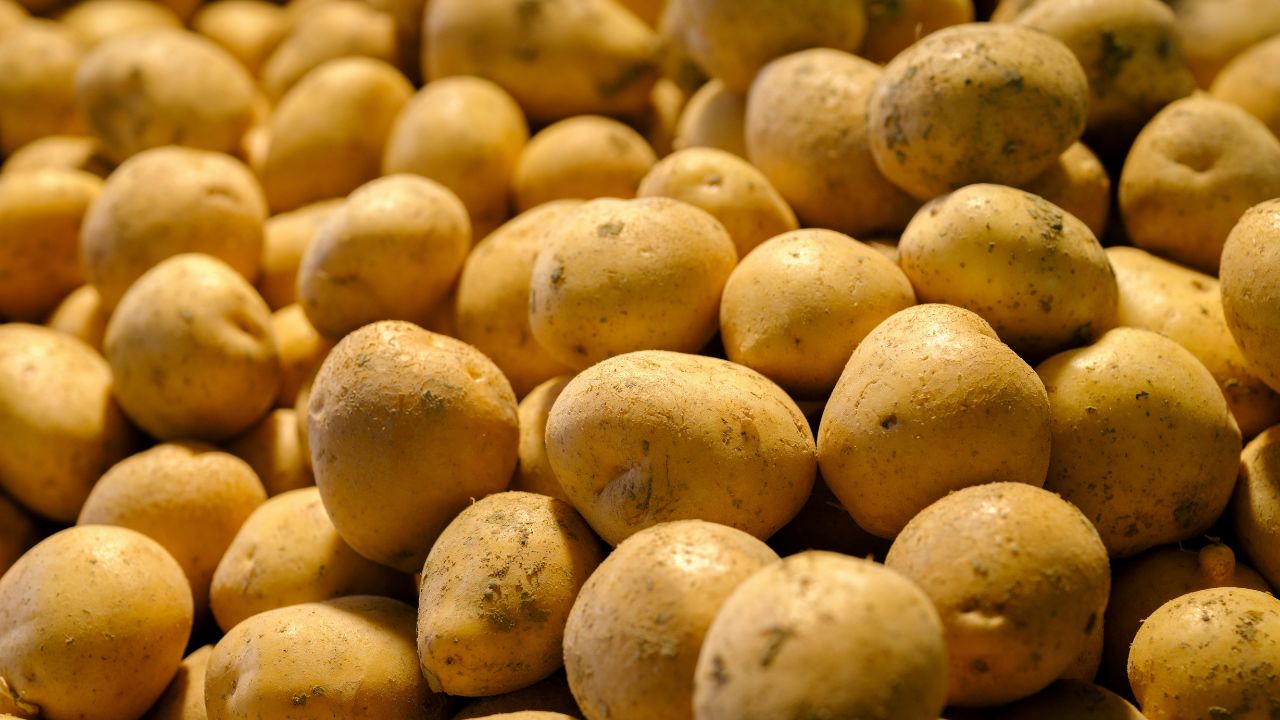 Potato Farming In Himachal Pradesh Barot Potato Production Himachal Pradesh Agriculture News