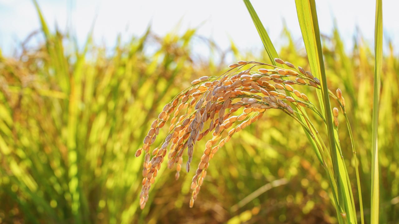 Basmati Rice Farming Tips How To Prepare Paddy Nursery In July Seed Treatment