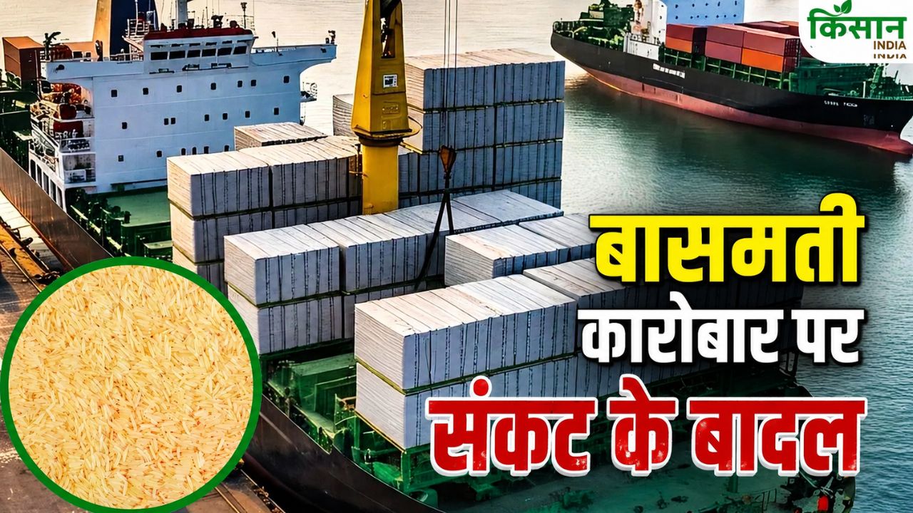 Australia Suspends Licenses 44 Indian Fumigation Companies Basmati Export
