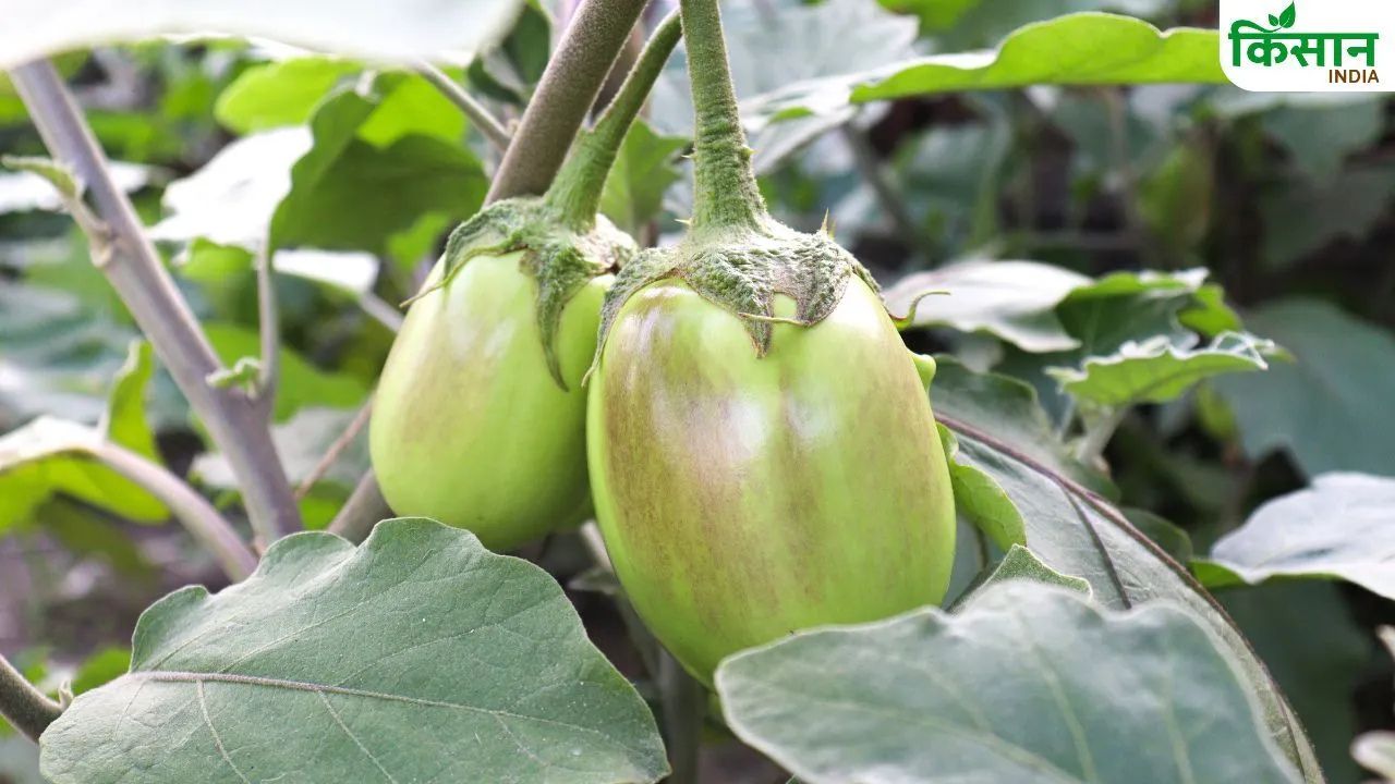 Brinjal Crop Pest Attack 50 Percent Yield Loss Prevention Tips For Farmers