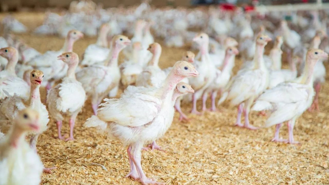 Broiler Chicken Becomes Expensive Price Hiked By Up To 50 Percent In Tamilnadu