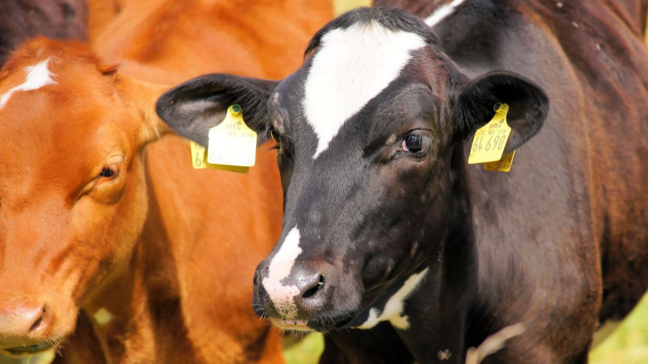 Ear Tag Benefits For Cattle Insurance Government Schemes Livestock Identification Dairy Farming Tips