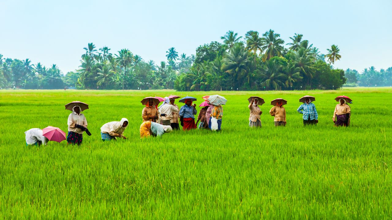 Chhattisgarh Government Prepared Plan To Deal With El Nino Farmers Advised To Cultivate These Crops