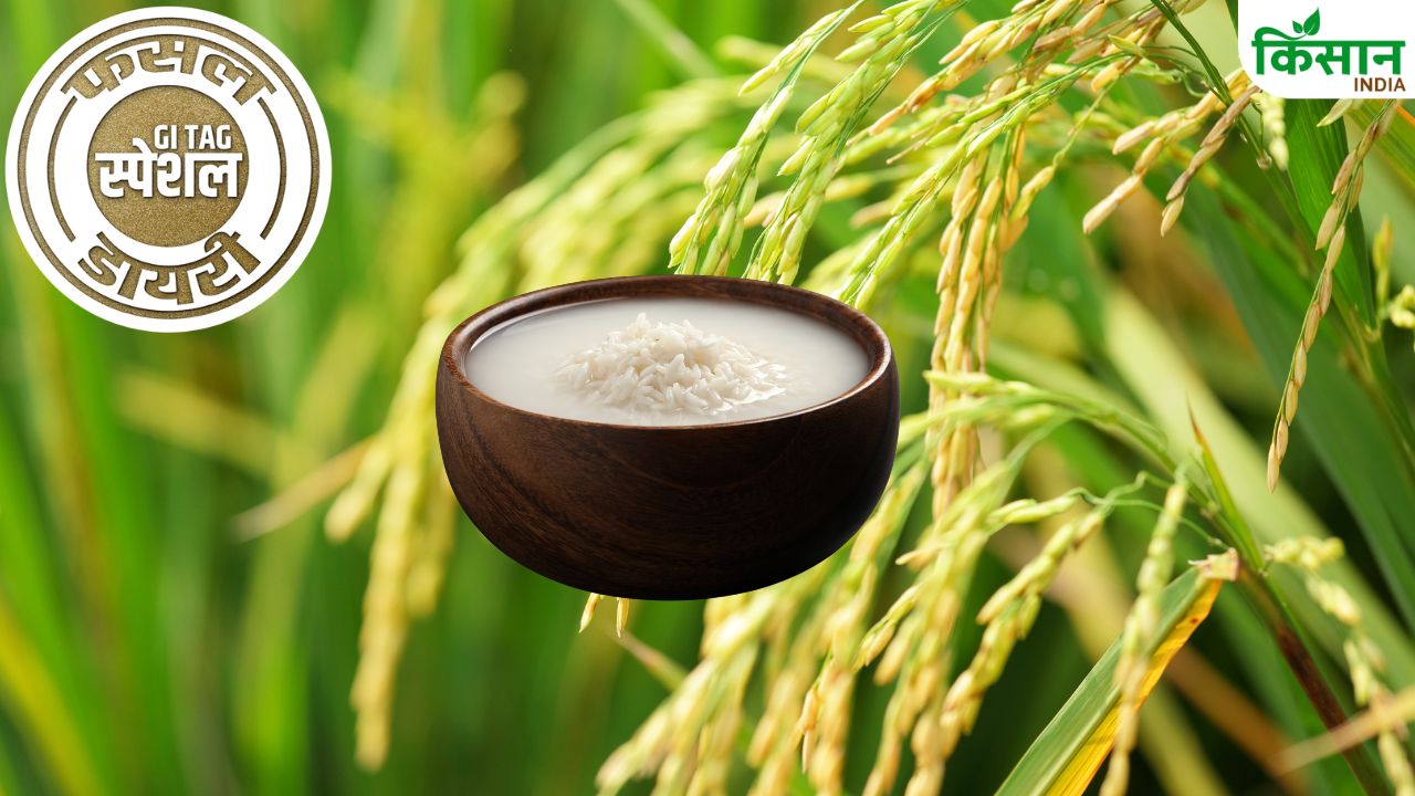 Chokuwa Rice Cultivation The Specialty Of Magic Rice Gi Tag Special Story