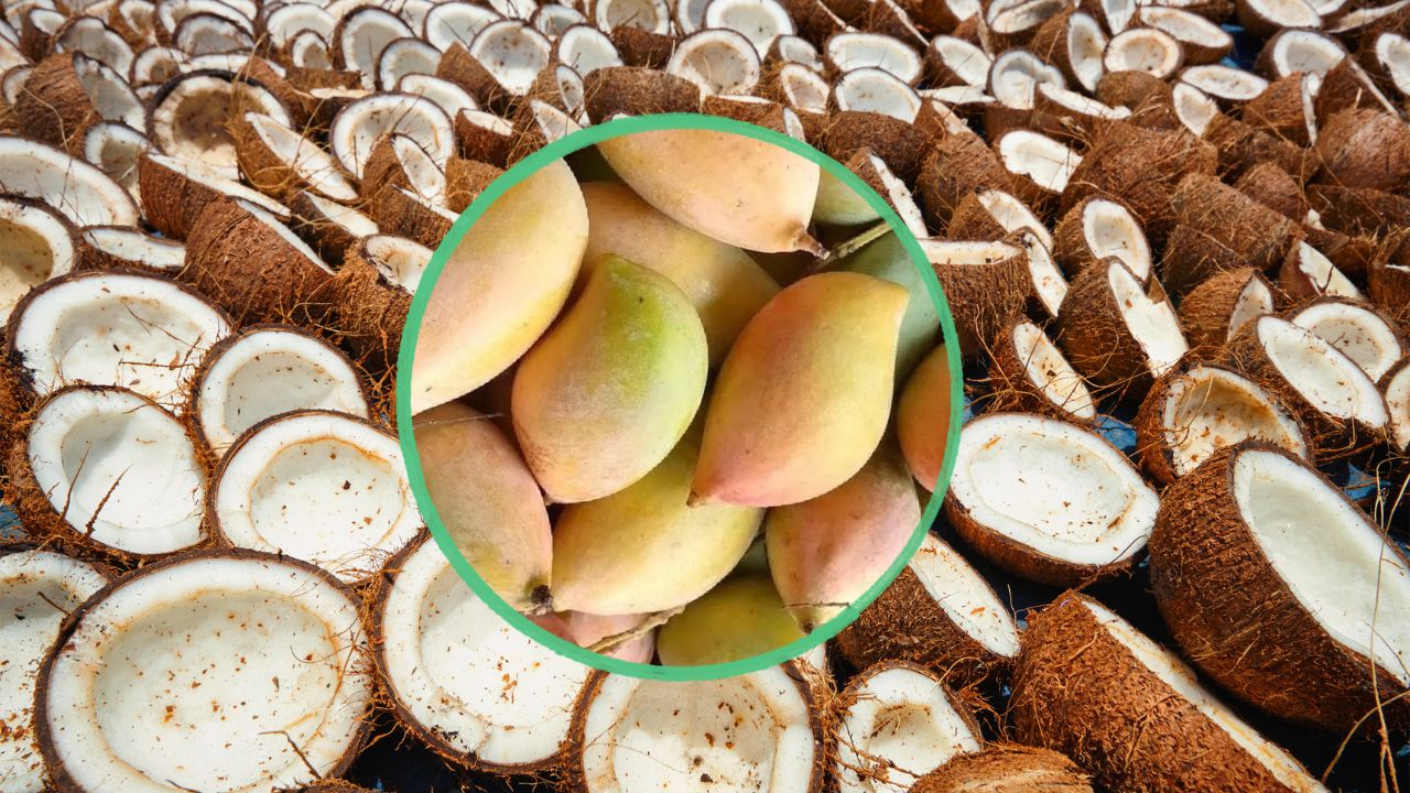 Approval For Purchase Copra And Totapuri Mangoes In Tamil Nadu