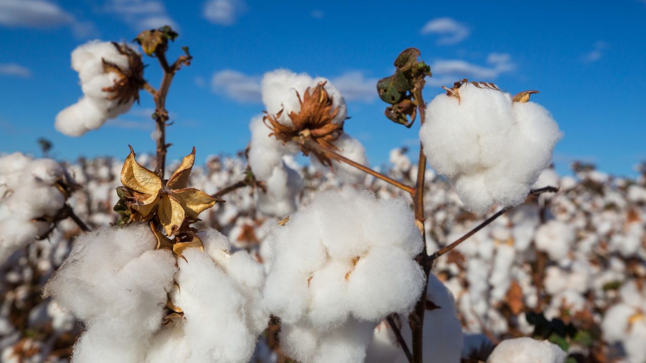 Cotton Weed Control Tips Best Herbicide For Bt Cotton Crop How To Increase Cotton Yield