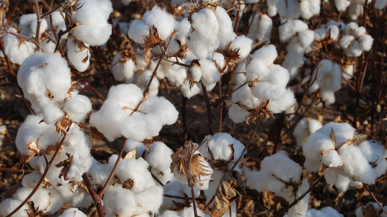 India Cotton Imports Hit Record 60 Lakh Bales In 2025 26 After Duty Exemption Textile Industry