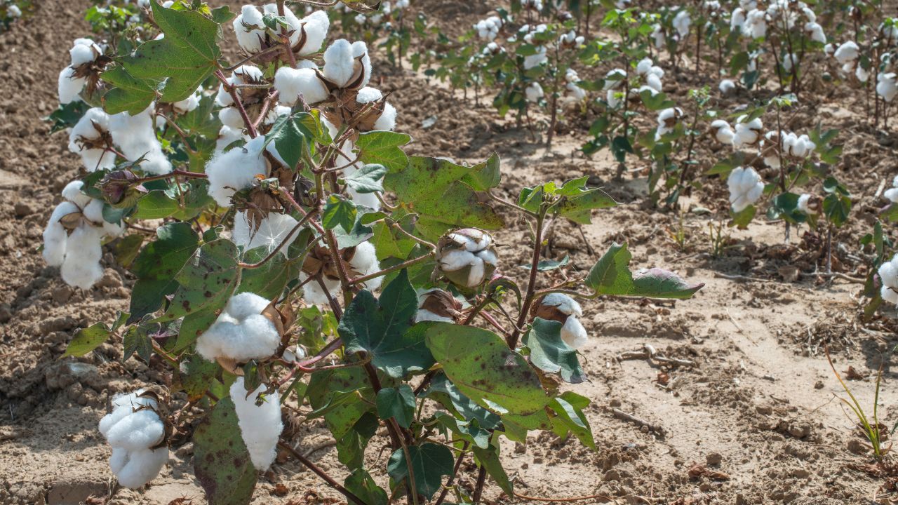 Cotton Sowing Picks Up Pace Crosses 10 Million Hectares Cotton Cultivation And Acreage