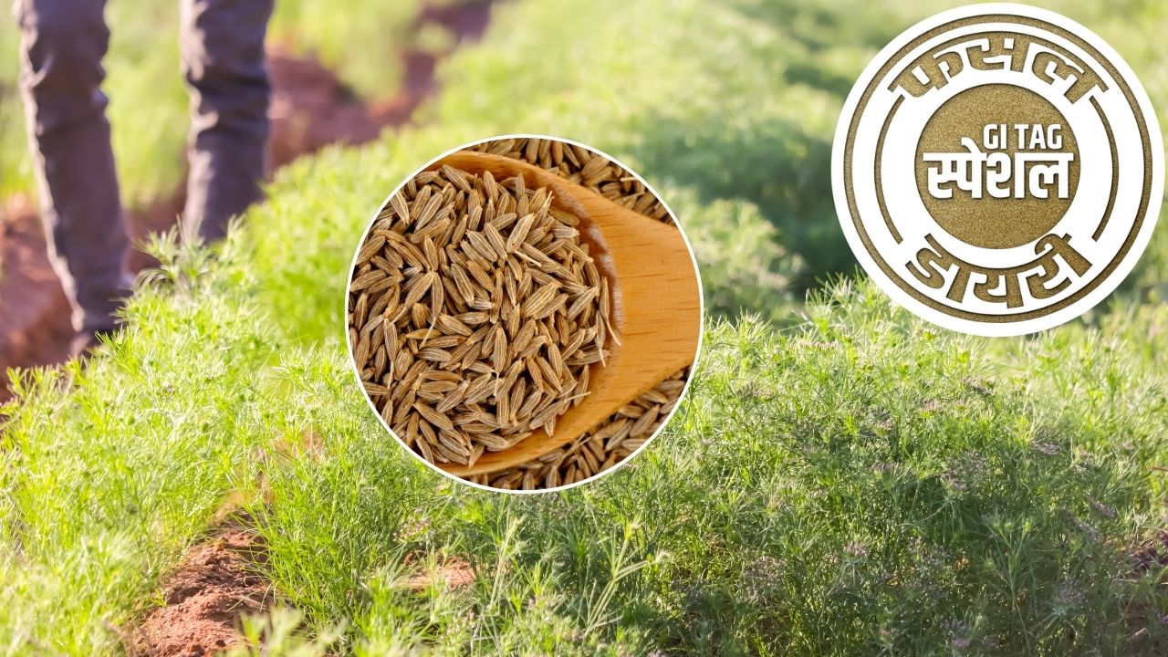 Unjha Cumin And Fennel Seeds Get Gi Tag Gi Tag Special Story