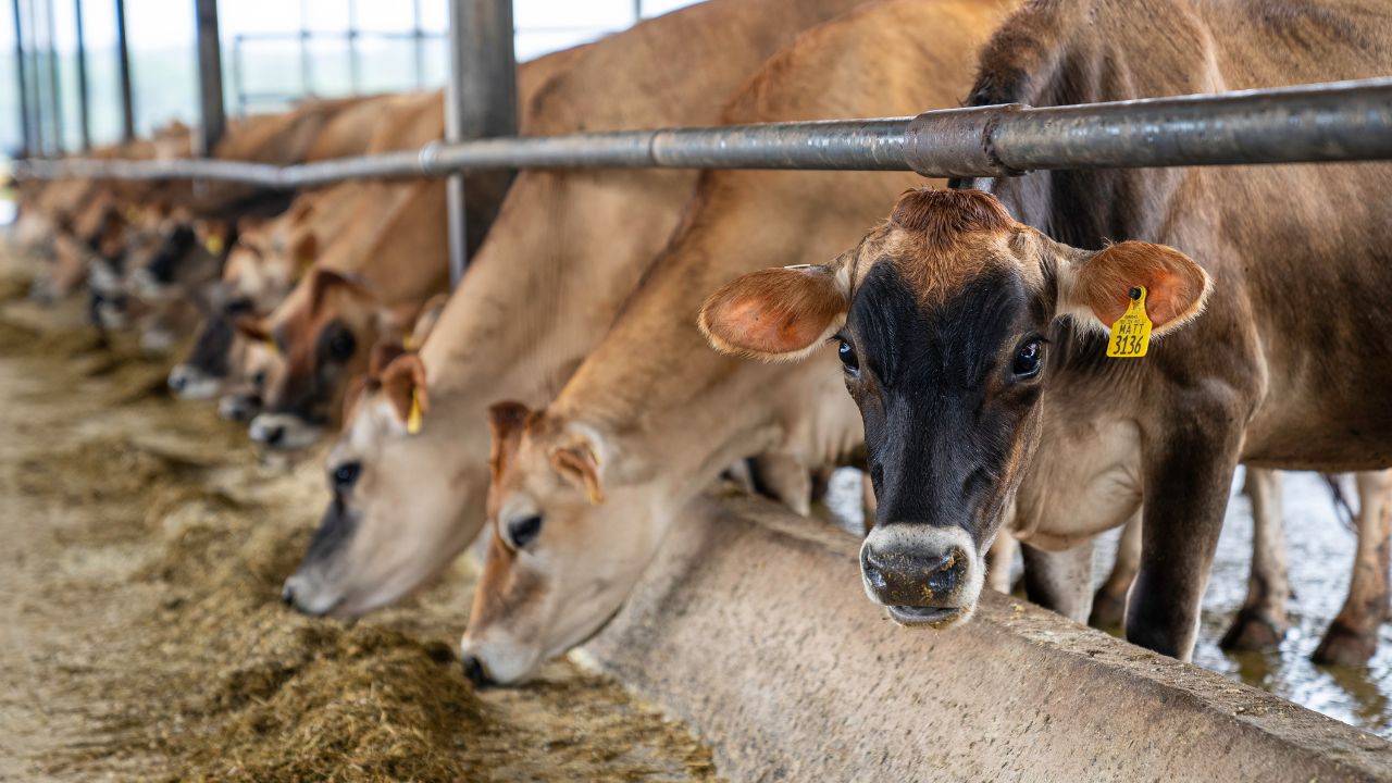 Dairy Farming Tips How To Protect Cows And Buffaloes From Deadly Monsoon Diseases