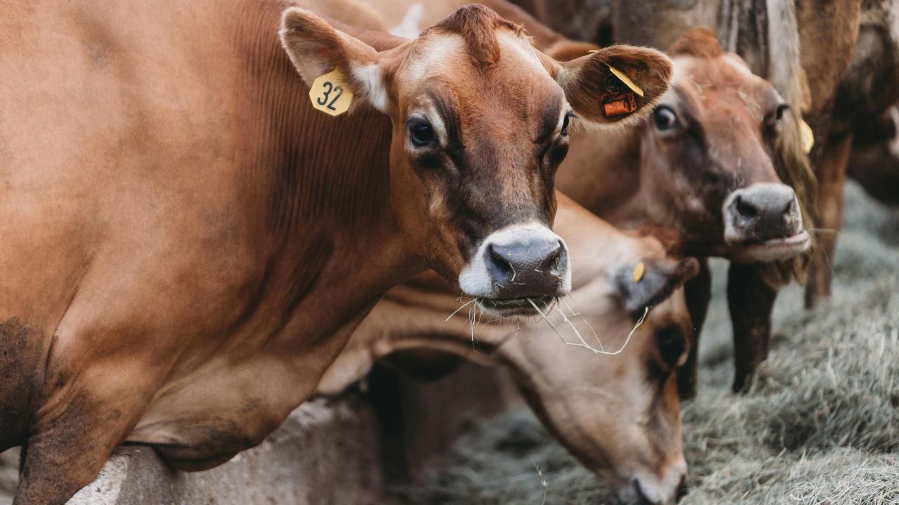 पशु विशेषज्ञों का कहना है कि बरसात आने से पहले इन बीमारियों के टीके जरूर लगवा लेने चाहिए. समय पर टीकाकरण कराने से पशुओं में संक्रमण का खतरा काफी कम हो जाता है और उन्हें गंभीर बीमारी से बचाया जा सकता है.
पशु विशेषज्ञों का कहना है कि बरसात आने से पहले इन बीमारियों के टीके जरूर लगवा लेने चाहिए. समय पर टीकाकरण कराने से पशुओं में संक्रमण का खतरा काफी कम हो जाता है और उन्हें गंभीर बीमारी से बचाया जा सकता है.