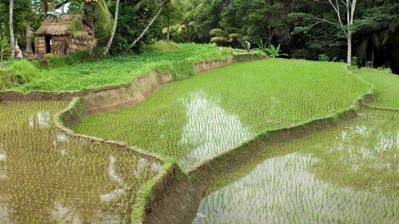 Up Agriculture Department Issues El Nino Advisory For Paddy Farmers Before Kharif Season